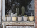 Window Cactus in Withrow