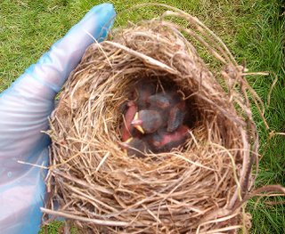 Baby Birds, day 2
