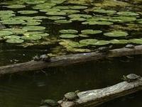 turtles basking on floating timber