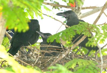 House Crow in pair