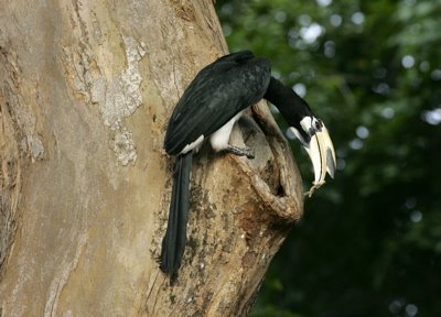 Male hornbill trying to entice the female to enter the cavity with food. Photo by: Chan Yoke Meng