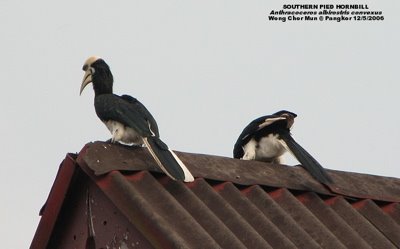 Oriental pied hornbills on rooftop. Photo by Susan Wong