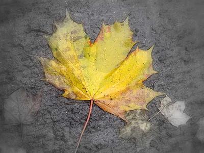 Autumnal Leaf