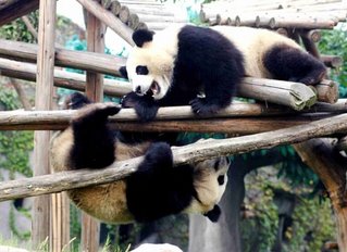 Giant Pandas Wrestling