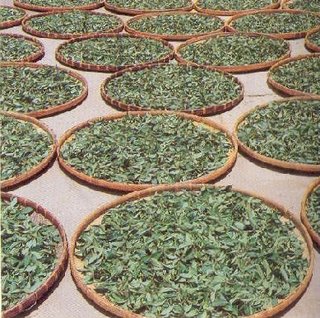 Tea plant picture in China