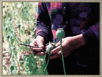 opium harvest in Afghanistan highest ever