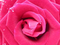 Rose picsbox