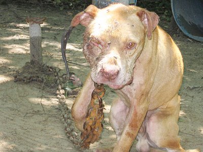 Anabolicos para perros pit bull terrier