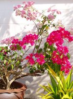 Sun on the Bougainvillea, 7th June
