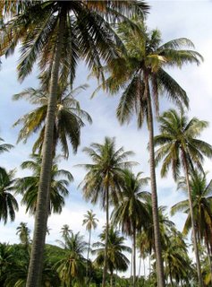 Palm trees on Koh Rang