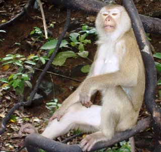 You looking at me? Monkey on Khao To Sae (Phuket)