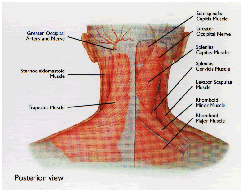 músculo cervical