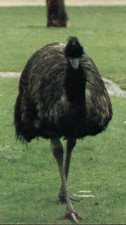 I am become emu, thwarter of Connecticans.