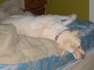 Sadie sleeping on the bed