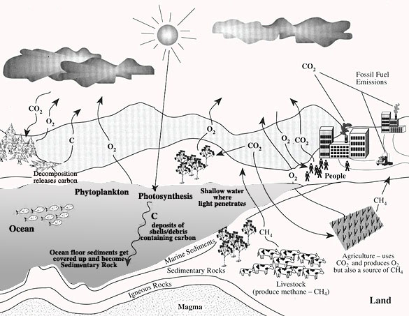 Worksheet Carbon Cycle Worksheets carbon cycle diagram student worksheet intrepidpath coloring page pages for kids and printable worksheet