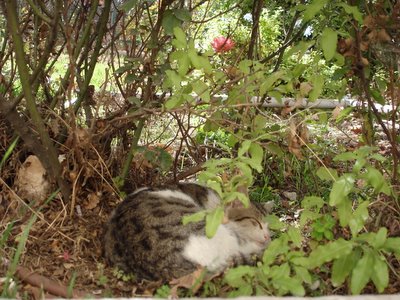 Lady dozes under the rosebush