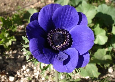 Purple anemone