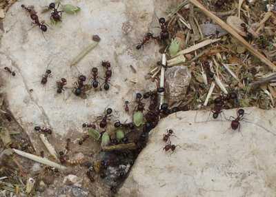 Ants at the entrance to their nest