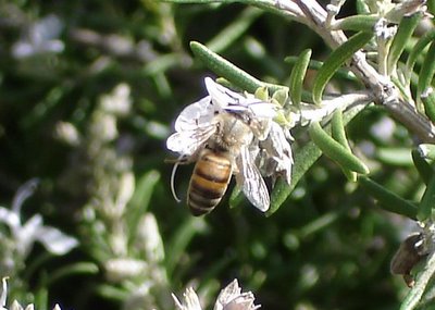 Bee on rosemary