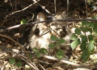 Cat in bushes