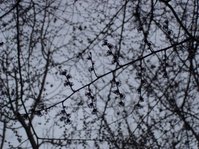Tree blossoms against a gray sky