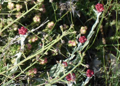 Helichrysum sanguineum