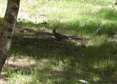 Hoopoe on the ground