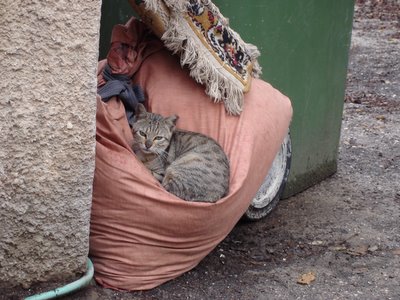 Cat on cloth bag