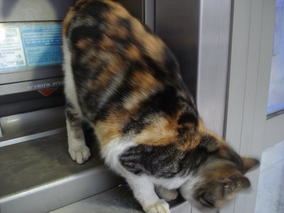 Calico cat on the ATM