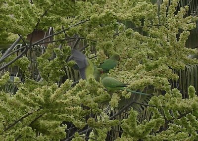 Three parakeets, one with wings spread