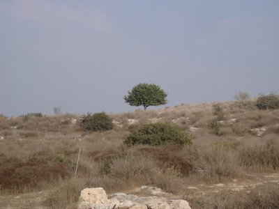 Tree at Bet Guvrin