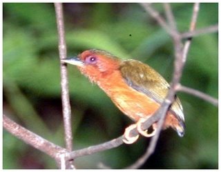 Iban Omen Bird - Ketupong - Rufous Piculet
