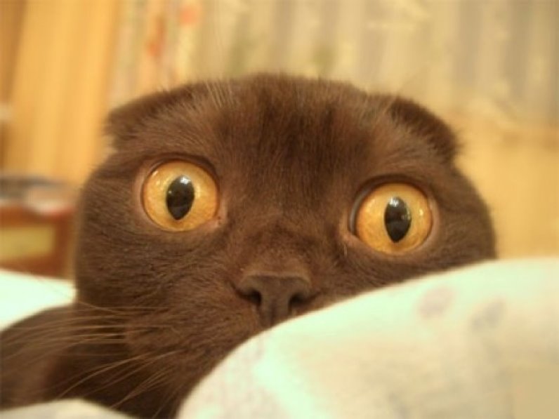 ~frightened-brown_kitty_staring.jpg