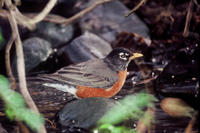 American Robin (Turdus migratorius), Title: American Robin, Alternative Title: Turdus migratorius, Creator: Karney, Lee, Source: WO-Lee Karney-560, Publisher: U.S. Fish and Wildlife Service, Contributor: DIVISION OF PUBLIC AFFAIRS