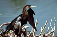 Anhinga (Anhinga anhinga), Title: Anhinga, Alternative Title: (Anhinga anhinga), Creator: Stolz, Gary M., Source: WO8286-005, Publisher: U.S. Fish and Wildlife Service, Contributor: DIVISION OF PUBLIC AFFAIRS.