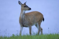Title: Sitka Black-tailed Deer, Alternative Title: Odocoileus hemionus sitkensis, Creator: Hillebrand, Steve, Source: DI-W5B0107, Publisher: (none), Contributor: ASSISTANT REGIONAL DIRECTOR-EXTERNAL AFFAIRS.