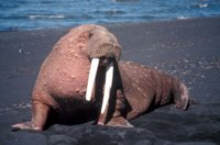 Title: Walrus at Cape Seniavin, Alternative Title: (Odobenus rosmarus divergens), Creator: Dewhurst, Donna A. Source: SL-03477, Publisher: (none), Contributor: ASSISTANT REGIONAL DIRECTOR-EXTERNAL AFFAIRS.