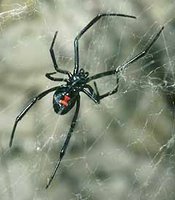 A black widow spider weaves a web, A is for Arachnid -- Yellowstone Alphabet Page, National Park Service, United States Department of the Interior