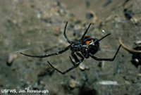 Black Widow Spider USFW Photo by Jim Rorabaugh