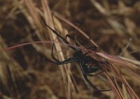The Black Widow Spider, Pinnacles National Monument - Nature & Science, National Park Service, United States Department of the Interior