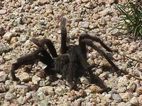 Common Name: Tarantula, Photos on this website were made possible in part by a grant from the National Park Foundation through the generous support of Kodak, Proud Partner of America's National Parks, National Park Service (NPS), U.S. Department of the Interior.