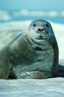 Bearded Seal (Erignathus barbatus), Bearded seals are solitary creatures and can be seen resting on ice flows with their heads facing downward into the water.