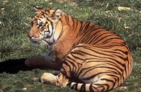 Bengal Tiger (Panthera tigris tigris), cat, carnivore, predator, mammals, wildlife, animals, endangered.