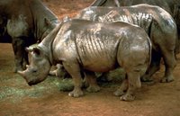 Black Rhinos (Diceros bicornis), the Black Rhino has suffered the most drastic decline in total numbers of all rhino species.