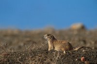 Title: Black- tailed prairie dog, Alternative Title: (Cynomys ludovicianus), Creator: Hollingsworth, John and Karen, Source: WV10227, Publisher: U.S. Fish and Wildlife Service, Contributor: NATIONAL CONSERVATION TRAINING CENTER-PUBLICATIONS AND TRAINING MATERIALS