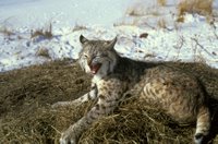 Title: Bobcat, Alternative Title: (Lynx rufus), Creator: Fijetland, Conrad, Source: WO-2920, Publisher: U.S. Fish and Wildlife Service, Contributor: DIVISION OF PUBLIC AFFAIRS