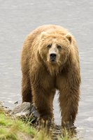 Title: Brown Bear, Alternative Title: Ursus arctos, Creator: Hillebrand, Steve, Source: DI-W5B1317, Publisher: (none), Contributor: ASSISTANT REGIONAL DIRECTOR-EXTERNAL AFFAIRS