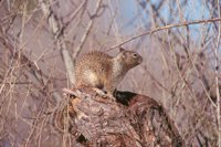 Title: California Ground Squirrel, Alternative Title: Spermophilus beecheyi, Creator: Zahm, Gary R., Source: WO - E 44, Publisher: U.S. Fish and Wildlife Service, Contributor: DIVISION OF PUBLIC AFFAIRS