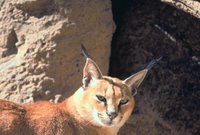 Title: Caracal, Alternative Title: (Caracal caracal), Creator: Stolz, Gary M., Source: WO5677-007, Publisher: U.S. Fish and Wildlife Service, Contributor: DIVISION OF PUBLIC AFFAIRS,
