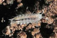 A terrestrial isopod from Clough Cave in Sequoia National Park. © NPS photo by Joel Despain.